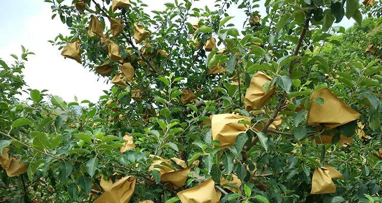 Paper Fruit Protection Bag